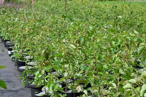 Brzoza papierowa - Betula papyrifera na Arena.pl