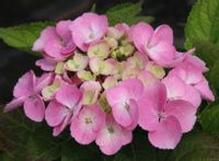 HORTENSJA OGRODOWA Messelina sadzonki  w doniczkach