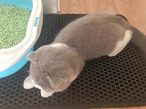 Mata wycieraczka pod kuwetę 60x45 szara Praktyczne rozwiązanie na żwirek! na Arena.pl