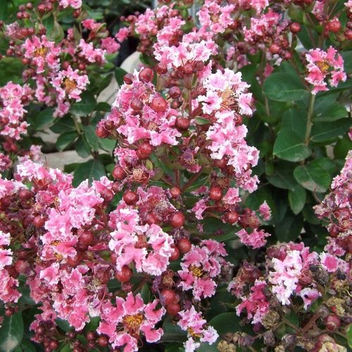 Lagerstroemia Berlingot Menthe 20-40cm P9 na Arena.pl