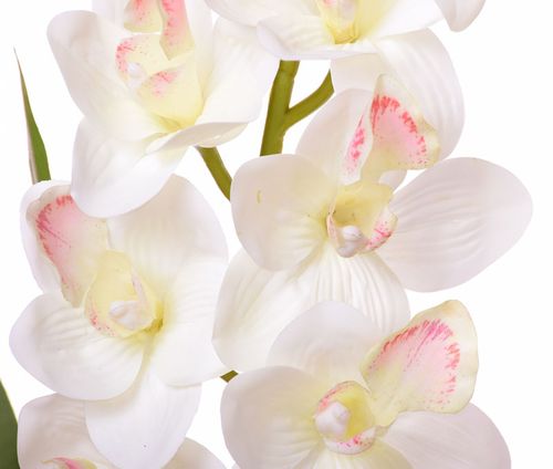 Storczyk Cymbidium kompozycja w białej donicy na Arena.pl