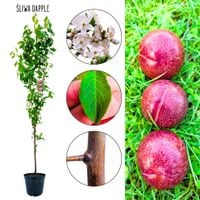 Śliwa Dapple Dandy odmiana do ogrodu i sadu 100-150 cm