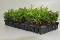 Tuja Szmaragd Thuja Smaragd sadzonki multiplat komplet 150sztuk