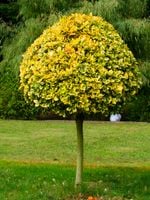 TRZMIELINA SZCZEPIONA NA PNIU ŻÓŁTO-ZIELONA 70 CM