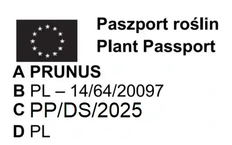 ŚLIWA WĘGIERKA BIAŁA - sadzonki 90 / 140 cm na Arena.pl