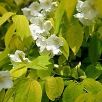 Jaśminowiec wonny AUREUS Silnie pachnący Żółty Sadzonki w doniczkach P9