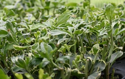 Runianka japońska Variegata - Pachysandra terminalis na Arena.pl