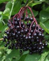 BEZ CZARNY Sambucus nigra - sadzonki w doniczkach