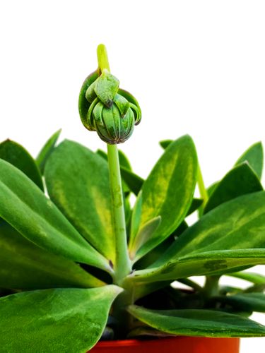 Senecio Starzec 15cm na Arena.pl