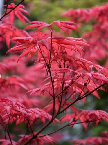 Klon Palmowy ATROPURPUREUM Sadzonka 1L na Arena.pl