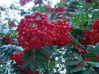 JARZĘBINA jadalna kolumnowa czerwona szczepiona - sadzonki 180 / 200 cm