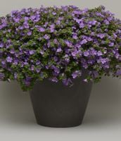 5x Bakopa Bacopa (Sutera) niebieska,duże zdrowe sadzonki