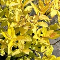 Tawuła japońska 'Goldmound' (Spiraea japonica) Doniczka 2.0L