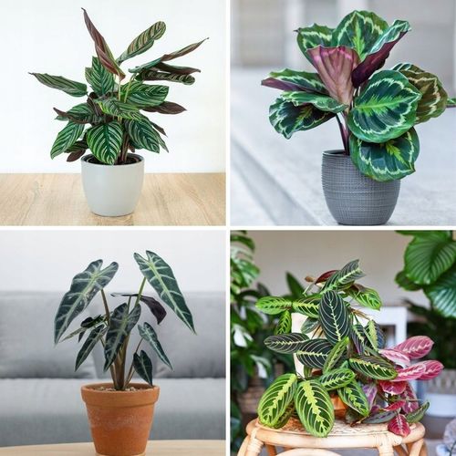 Ziemia do monstery 5l PREMIUM | Plant lover | Bigos z certyfikatem na Arena.pl