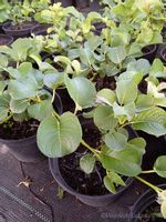 product-compare-52083354