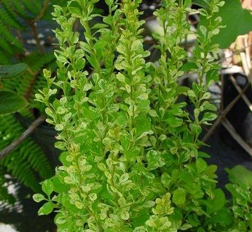 P9 BERBERYS POWWOW zdjęcie 1