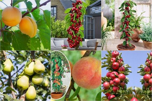 JABŁOŃ GRUSZA CZEREŚNIA WIŚNIA BRZOSKWINIA MORELA KOLUMNOWE PAKIET 6 na Arena.pl