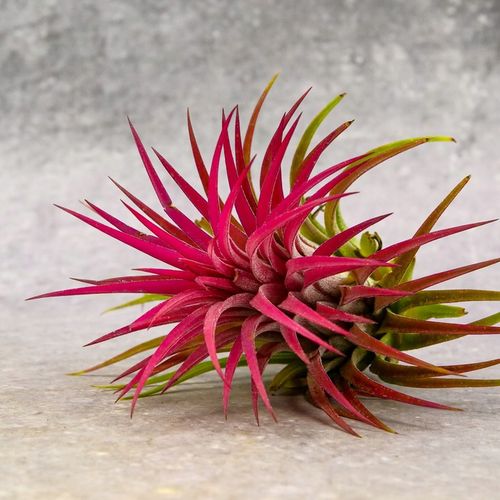 Tillandsia OPLĄTWA ionantha Intensywnie czerwona W ZIMOWYM OPAKOWANIU na Arena.pl