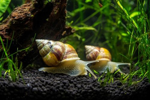 Podłoże Aktywne do Akwarium Siła Natury dla Twoich Roślin NATURE SOIL 3L na Arena.pl