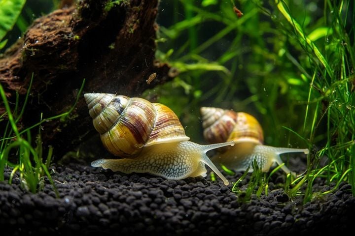 Podłoże Aktywne do Akwarium Siła Natury dla Twoich Roślin NATURE SOIL 3L zdjęcie 6