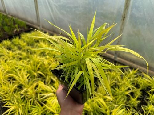 Hakonechloa smukła 'All Gold' (Hakonechloa macra) Doniczka 1.0L na Arena.pl