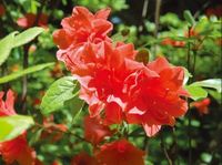 AZALIA JAPOŃSKA CZERWONA 30 / 50 CM