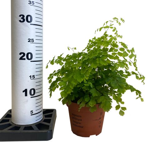 PAPROĆ ADIANTUM 30 cm na Arena.pl
