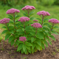 Sadziec 'Eureka' Niska Odmiana Kompaktowy Karłowy (Eupatorium hybrida) 2.0L