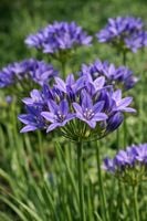Brodiaea laxa Koningin Fabiola Triteleia doniczka niebieskofioletowa