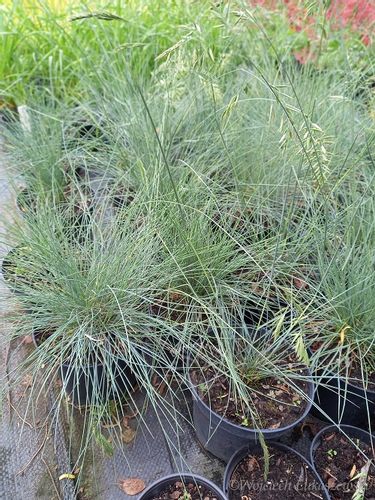 Kostrzewa sina Bylina Trawa niebieska skalniak na Arena.pl