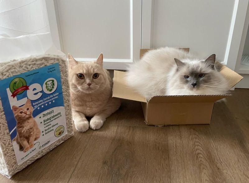 Naturalny żwirek dla kotów Leo - bezpieczny, niepylący zdjęcie 4