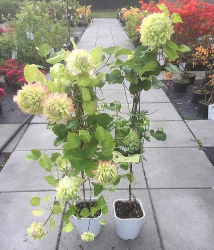 Powojnik Clematis Midori C2 E na Arena.pl