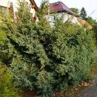 Jałowiec chiński BLUE ALPS Szybko rosnący Soliter Parki Duże ogrody P9