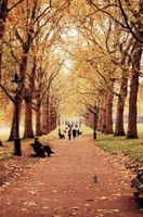 FOTOTAPETA MIASTO PARK NATURA JESIEŃ 200x130