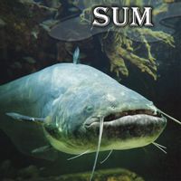 Sum I – magnes