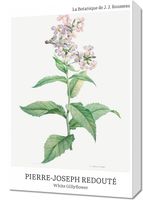 Obraz 40x60cm Design White Gillyflower, Redoute Vintage do Salonu