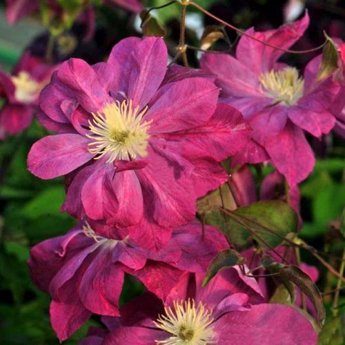 Powojnik Clematis Red Star C2 E na Arena.pl