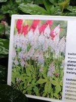 Tiarella Spring Symphony do cienia