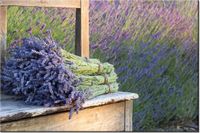 100 70CM OBRAZ PŁÓTNO BUKIET LAWENDY PŁÓTNO RAMA