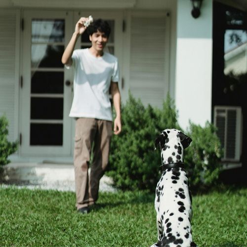 ELEKTRYCZNY PASTUCH SYSTEM OGRODZENIOWY KOJEC PSA OBROŻA ZESTAW 300m 227 na Arena.pl