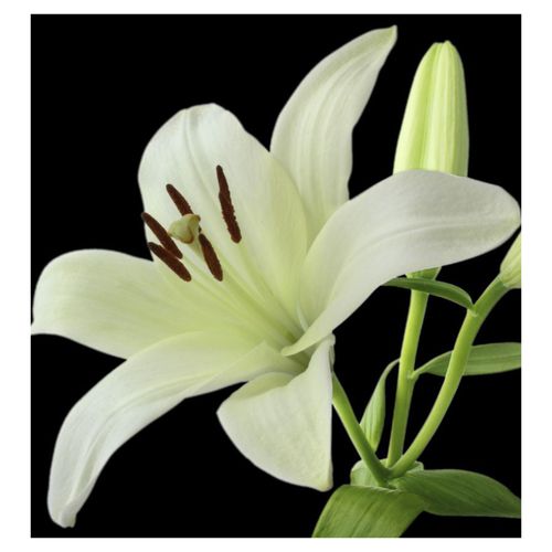 Yodeyma Serenity Woda Perfumowana Dla Kobiet 15ml bez pudełka na Arena.pl