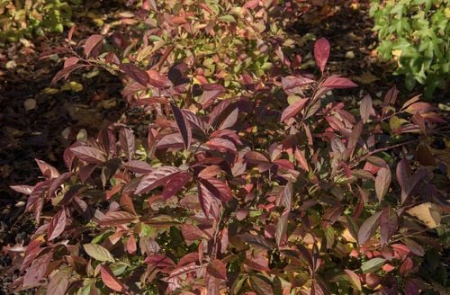 Itea wirginijska 'Henry's Garnet' Doniczka 2.0L (Itea virginica) na Arena.pl