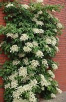 HORTENSJA PNĄCA Petiolaris - sadzonki w doniczkach