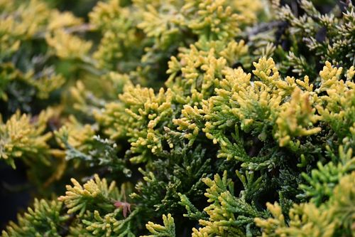 Jałowiec płożący Golden Carpet - Juniperus horizontalis na Arena.pl