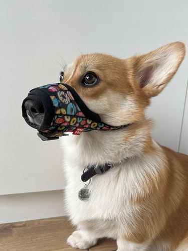 Kaganiec dla psa WAUDOG Nylon, wzór Pączki, rozmiar S, 14-20 cm na Arena.pl