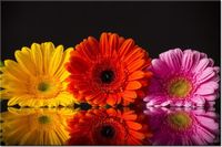 product-compare-58694744