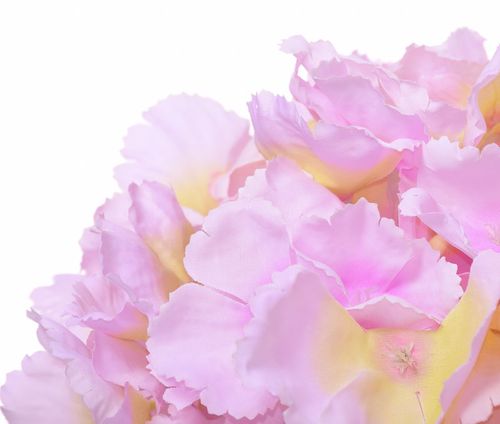 Hortensja wyrobowa na Arena.pl