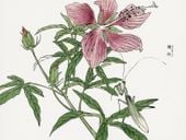 Plakat 20x15cm Kwiat Ilustracja Morimoto Toko Japoński Vintage do Salonu