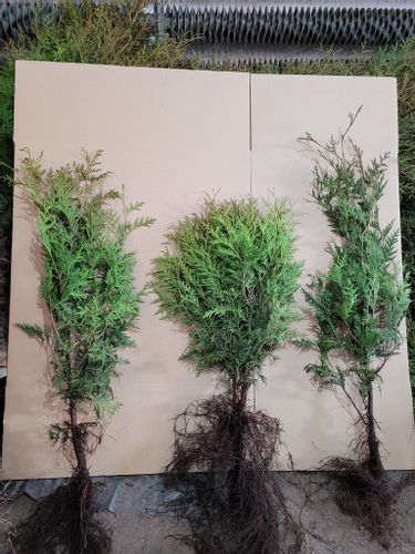 Tuja Brabant na ŻYWOPŁOT 60-80cm niska cena Żywotnik Zachodni na Arena.pl