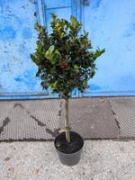 Ostrokrzew Meservy Blue Princess na Pniu ZIMOZIELONY Mrozoodporny